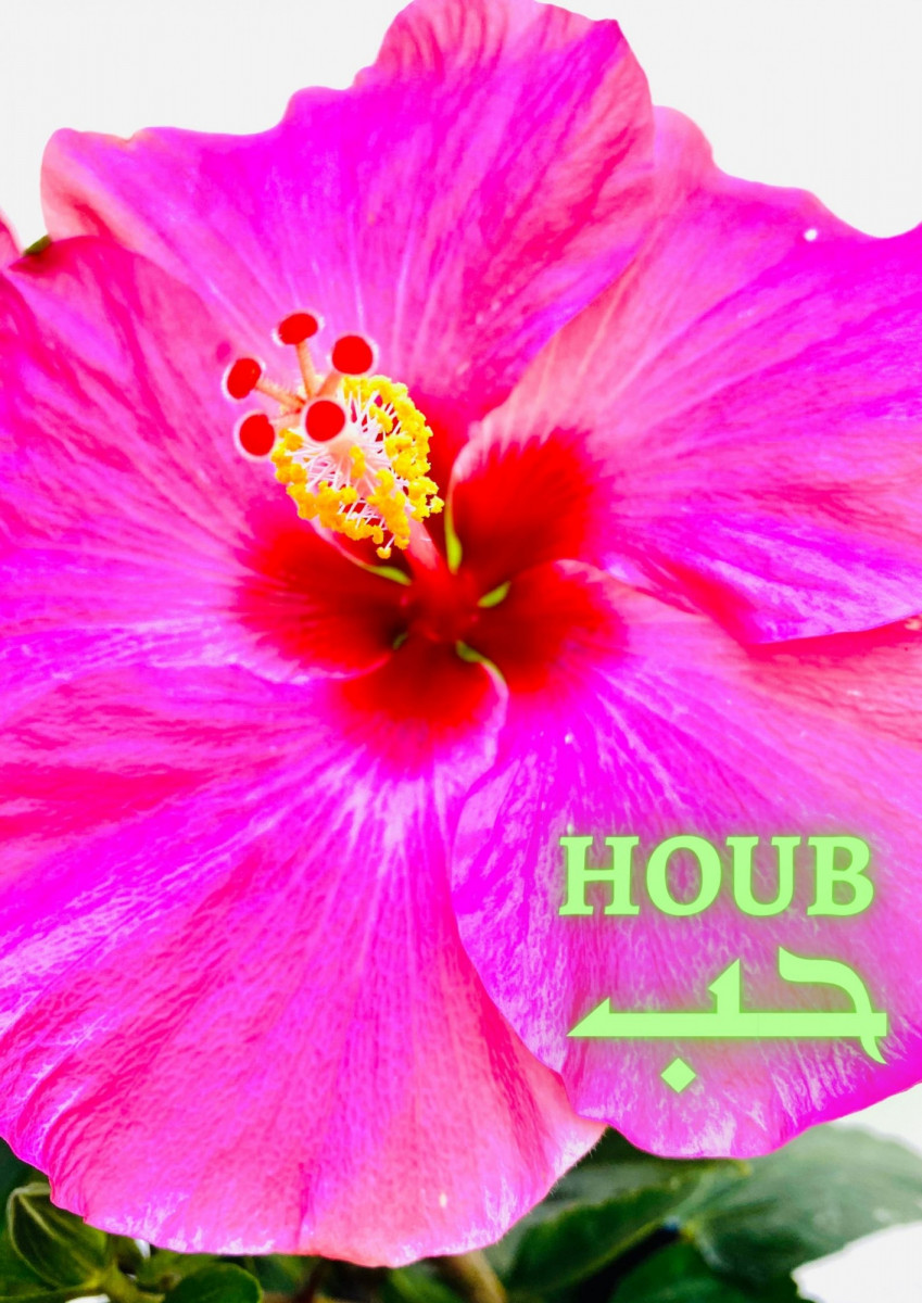 HOUB الحب